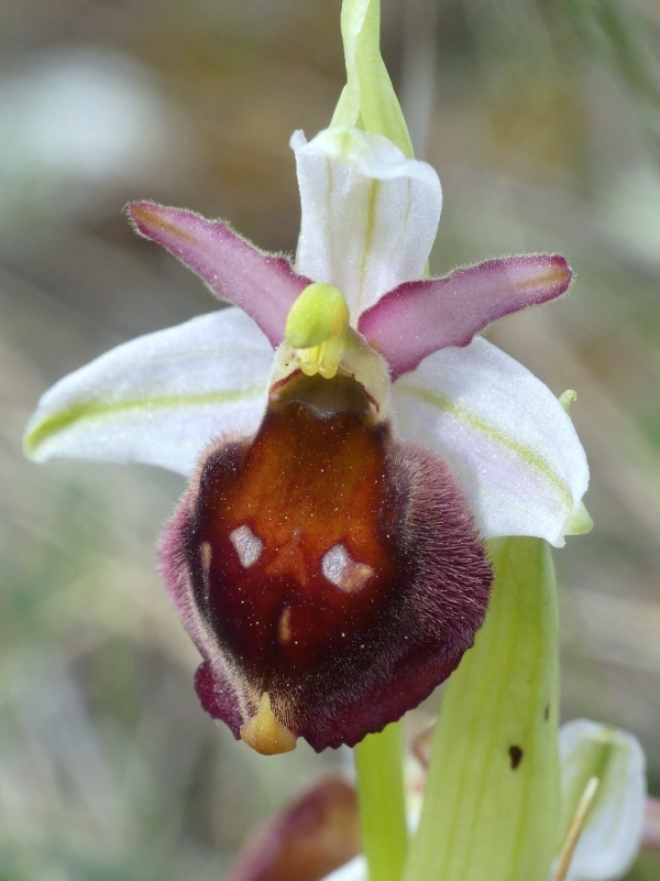 Ophrys crabronifera e la sua variabilit in alcune zone di Lazio e Abruzzo primavera 2018